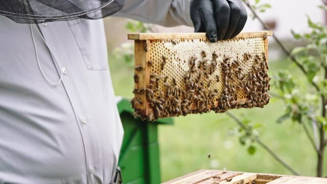 Beekeeper removing the bees from the honey comb with soft brush. Slow motion. High quality 4k footage