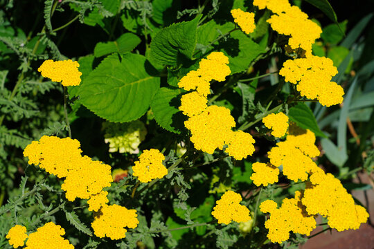 Yellow Flowers Of Achillea Moonshine Yarrow Plant