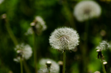 dandelions in sun day closeup