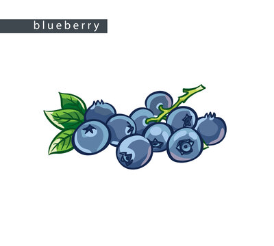 sketch_blueberry_average_bunch