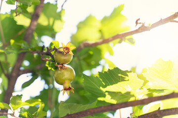 Young pomegranate fruit on tree branch