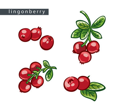 sketch_lingonberry_set_four_drawings