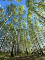 birch grove, birch trees against the sky, beautiful trees