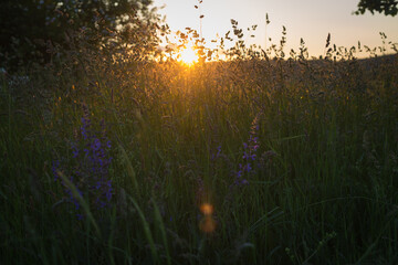 Sonnenuntergang im Feld