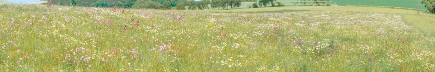 Fototapeta premium Sommerwiese im Hochtaunus bei Wolfenhausen