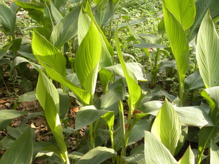 Canna lily plant