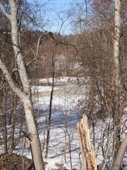 trees in the snow