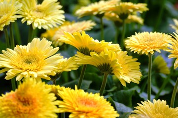 yellow flowers in the garden