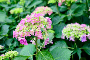 Magenta pink hydrangea macrophylla or hortensia shrub in full bloom in a flower pot, with fresh green leaves in the background, in a garden in a sunny summer day.