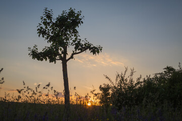 Fototapeta na wymiar Sonnenuntergang im Feld