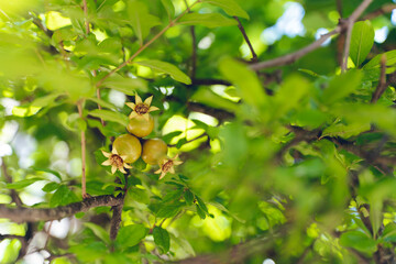 Young pomegranate fruit on tree branch