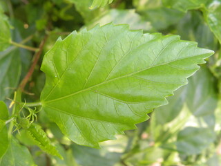 Green leaf of Hibiscus plant