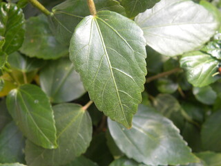 Green leaf of Hibiscus plant