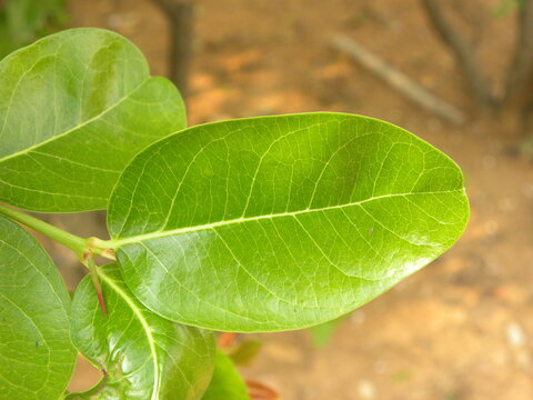 Green leaf of Coco Plum or Chrysobalanus icaco or cocoplum or paradise plum or abajeru tree