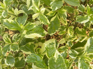 Green and yellow color leaves of Euonymus fortunei or Fortune's spindle or winter creeper plant