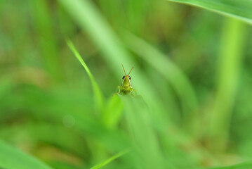 grasshopper sitting on grass straight view 