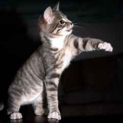 Obraz premium Cute furry tabby kitten Playfull