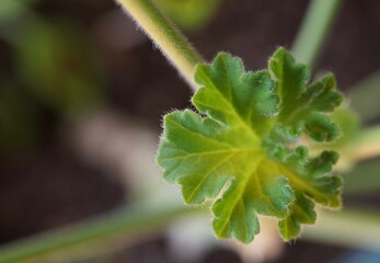 Geranium Pelargonium Indoor Houseplant Leaf and Stalk Close-Up Macro Focus on Fuzzy Texture and...