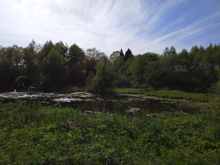 clouds over the forest