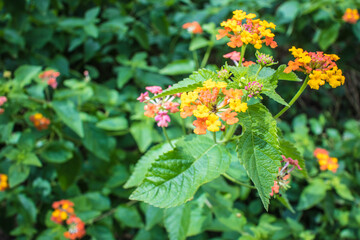 red and yellow flowers