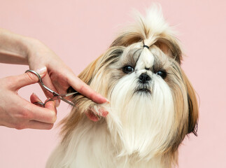 man grooming a beautiful well-groomed puppy, shears a hair with scissors