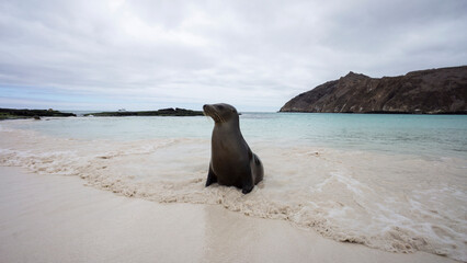 Sea lion enjoys his loneliness. San Cristobal, Galapagos Islands (Ecuador)