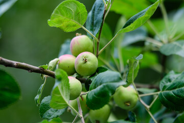 Young small green and red fruits and leaves in a large apple tree in direct sunlight in an orchard garden in a sunny summer day, beautiful outdoor floral background photographed with selective focus.