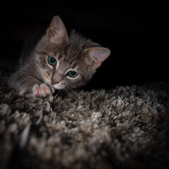 Cute furry tabby kitten Playfull