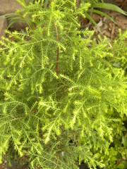 Green and yellow color small needle shape leaves of Fir or Cedar plant