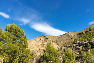 clouds in the sky and pine trees