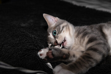 Cute furry tabby kitten Playfull