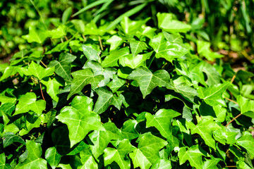 White and green leaves of Hedera helix, the common ivy, English or European ivy plant in an autumn garden, beautiful outdoor monochrome background.