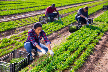 Latino woman cuts fresh arugula and puts in a crate