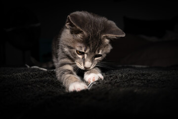 Cute furry tabby kitten Playfull