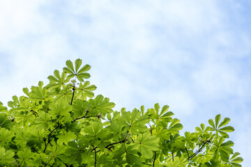 Branch with many fresh large chestnut green leaves towards cloudy sky in a garden in a sunny spring day, beautiful outdoor floral background..