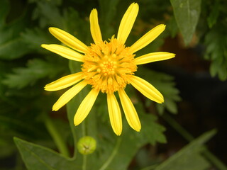 Bright yellow color Euryops pectinatus or Grey leaved Euryops flower