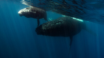 The whale mom teaches her baby patient the way to the surface air. Reunion Island (France)