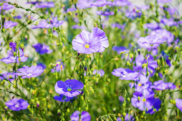 lots of little blue flowers close-up, summer sun
