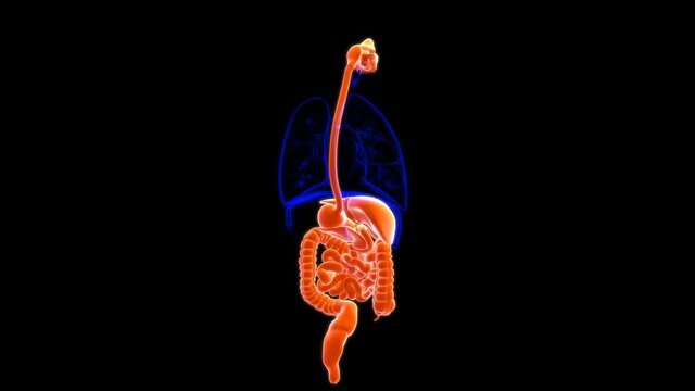 Human Digestive System Anatomy For Medical Concept 3D