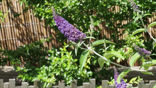 Buddleja davidii - Gros plan sur &eacute;pis &agrave; petite fleurs bleu teint&eacute;es de rose du Buddl&eacute;ia de David ou Arbre aux papillons
