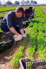 Agricultural worker cutting green arugula on farm field