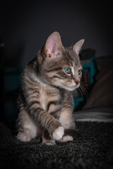 Cute furry tabby kitten Playfull