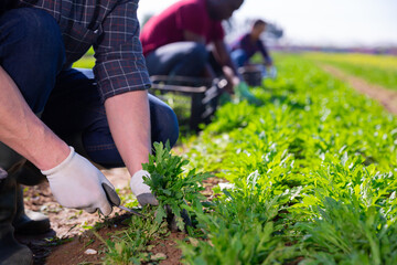Fototapeta na wymiar Team of workers harvests arugula on plantation