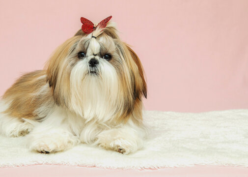 bow legged shih tzu