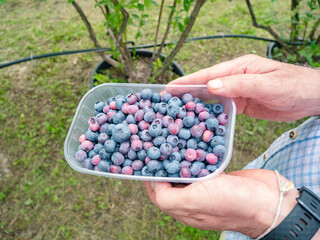 Hands hold a bowl of freshly picked blueberries.