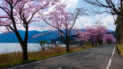 Obraz premium Cherry blossom - Shiga Province Japan lake Biwako 桜 滋賀県 琵琶湖