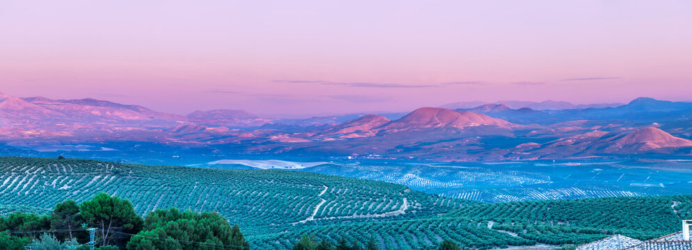 View at sunset of olive tree fields with Cazorla mountains in the background in Baeza village, Jaen, Andalusia, Spain