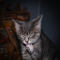 Cute furry tabby kitten Playfull