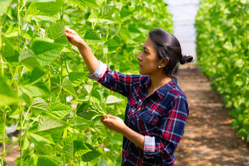 Female latino farmer harvests beans in a greenhouse