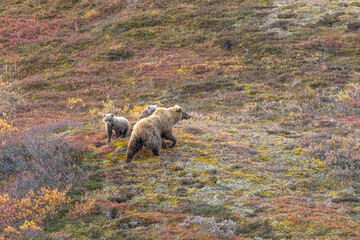 Grizzly Bear Sow and Cubs in Alaska in Auutmn